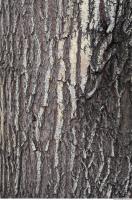 Wood Bark 0002